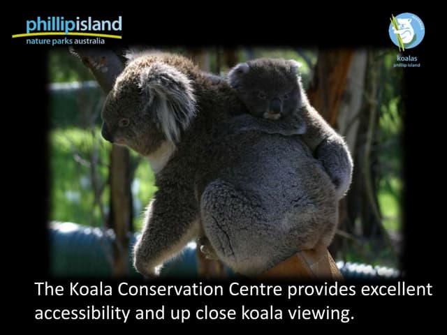 Koala Conservation Centre Disabilit...