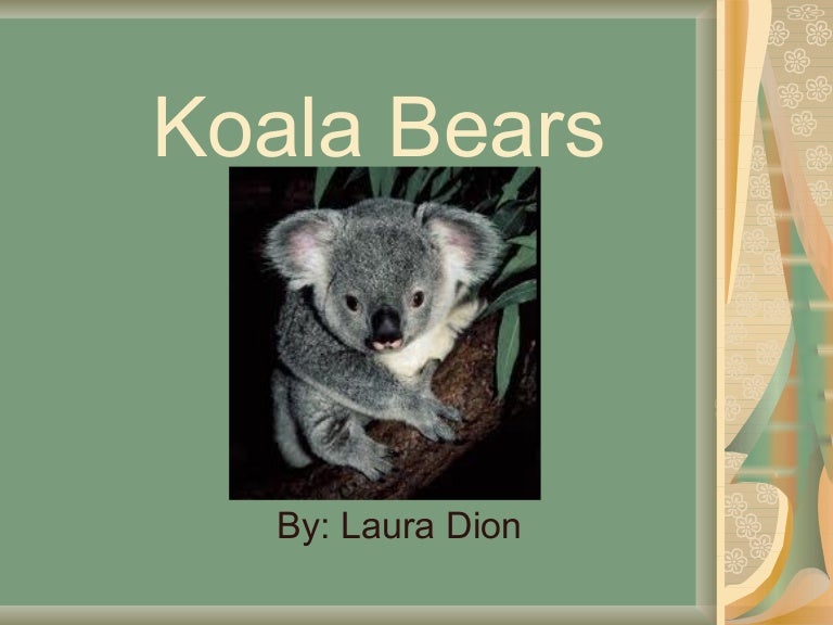 Koala Bear Power Point 01