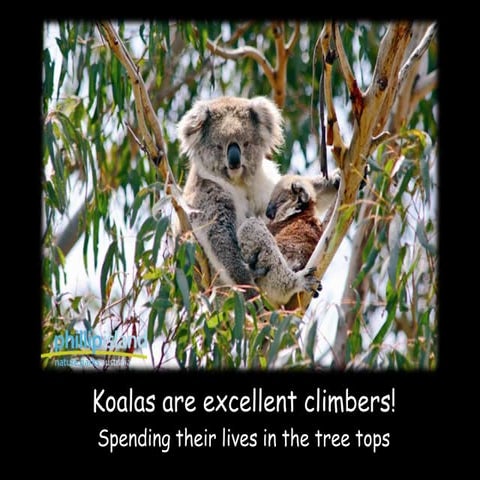 Koala Facts