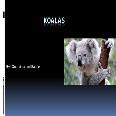 KOALAS