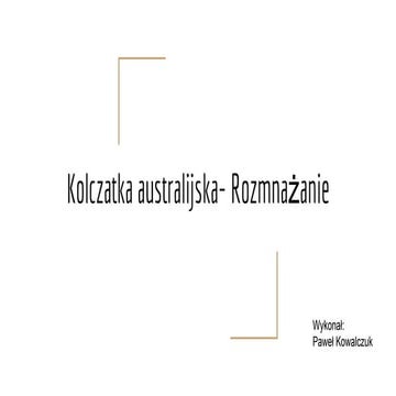 Kolczatka australijska  rozmnażanie