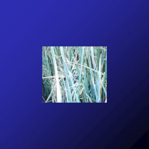 Some Current Philippine Rice Production Technology and Constraints: Opportuni...