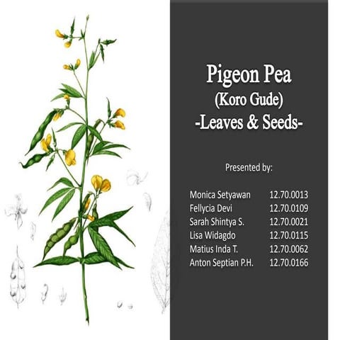 Koro gude pigeon pea