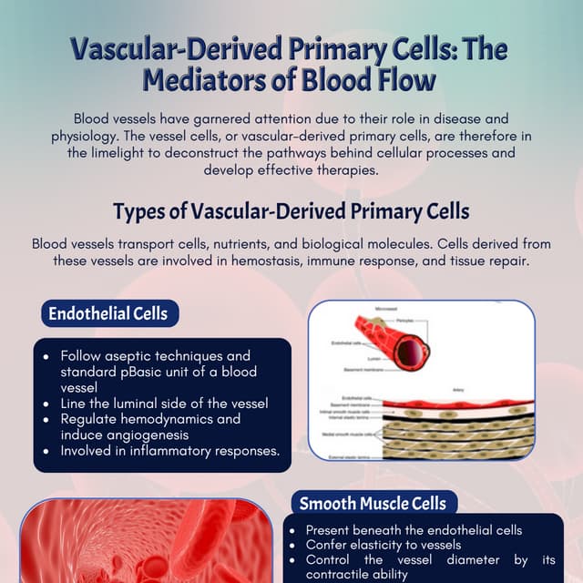 Vascular-Derived Primary Cells: The Mediators of Blood Flow