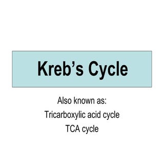 Krebs Cycle