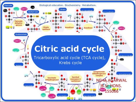 KREB'S CYCLE or citric acid cycle 1.pptx