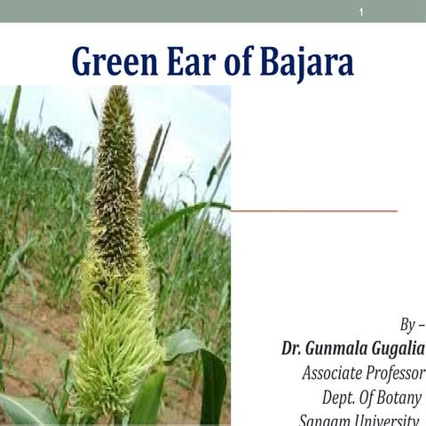Krishan dhaker   green ear of bajara - presentation