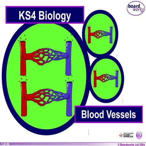 Ks4 blood vessels