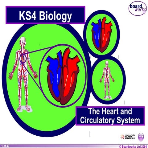 Ks4 the heart and circulatory system