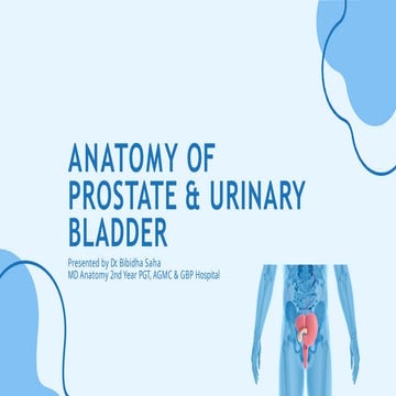 Prostate anatomy | PPTX