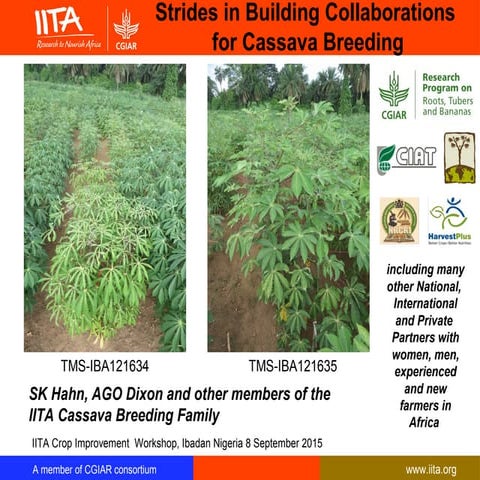 Strides in Building collaborations for cassava breeding