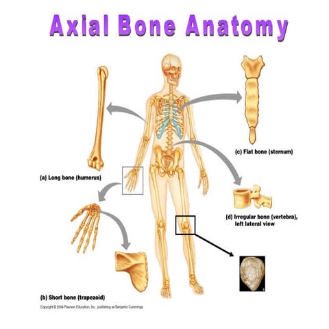 Comprehensive Anatomy of the Human Skull and Vertebral Column | PPT