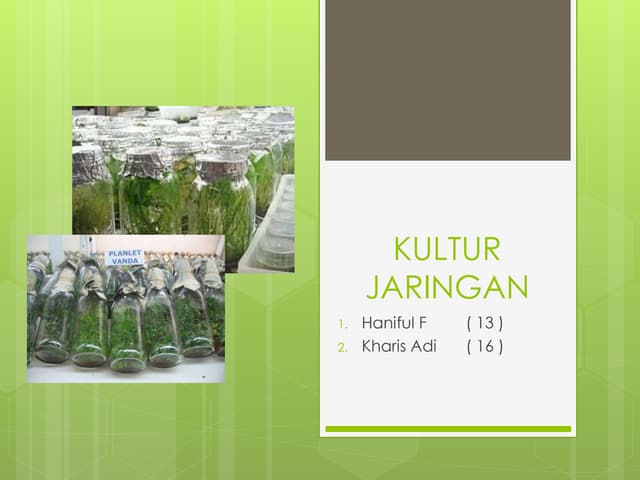 Kultur jaringan bv Shella_Lala