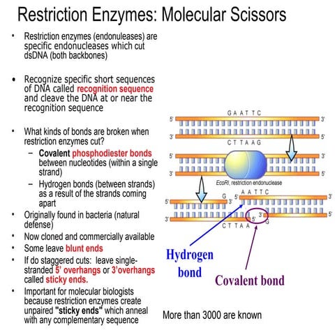 recombinant DNA technology enzymes