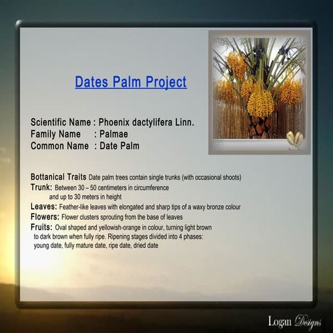 Kurma tanah tanam buah tropika