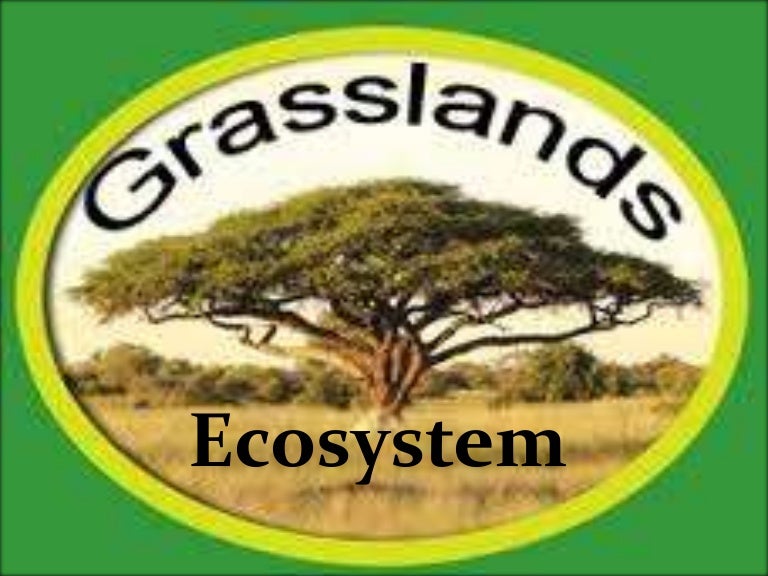 grassland ecosystem