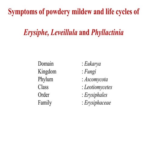 L.20 Powdery mildew  complete symptoms of powdery mildew
