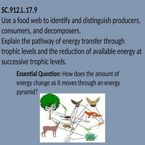 Trophic levels energy and pyramids | PPT