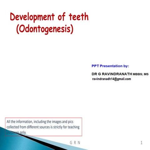 L1 tooth development-r