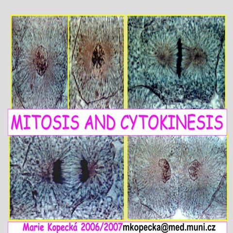 L10 mitosis cytokinesis_eng