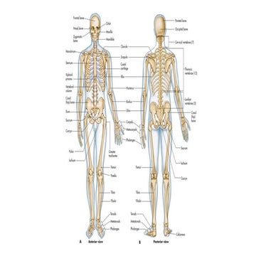 l1 (1).pptx/ A complete guide on bio mechanics