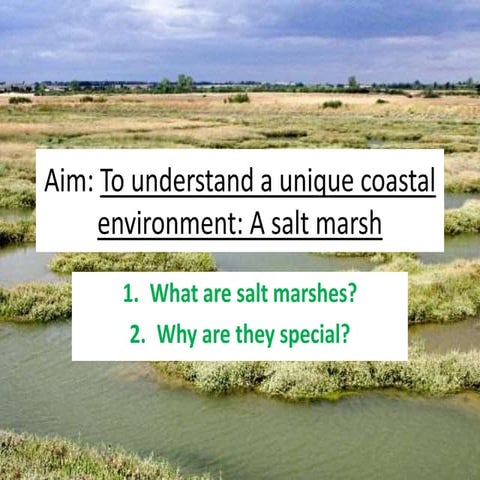 L11 salt marshes ap