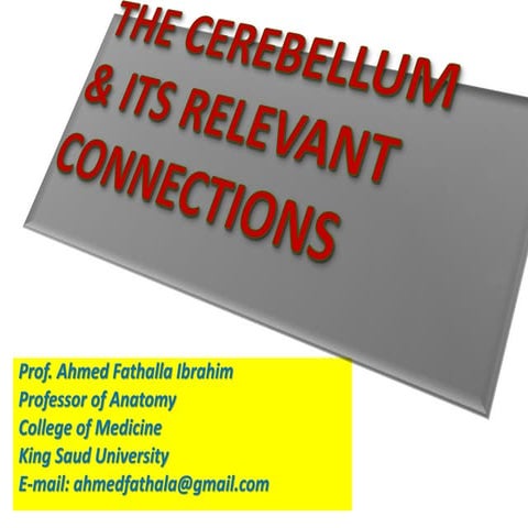 Anatomy of Cerebellum professor dr saeed abuel makareem _ Relevant Connection...