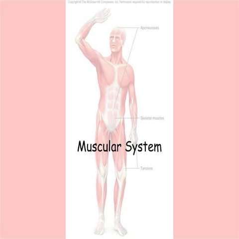 Muscular System | PPT