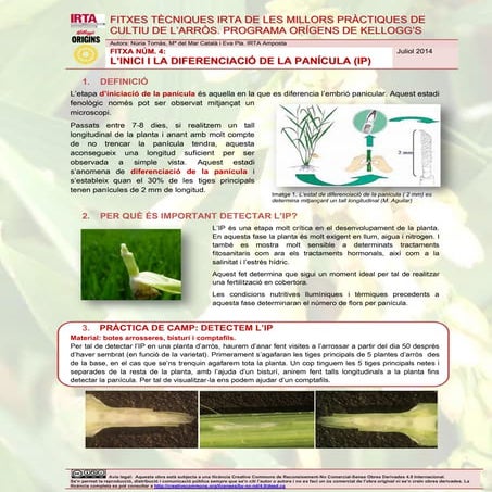 SESSIONS FORMATIVES IRTA DE LES MILLORS PRÀCTIQUES DE CULTIU DE L’ARRÒS. PROGRAMA ORÍGENS DE KELLOGG’S. Fitxa tècnica 4. L'Inici i la diferenciació de la Panícula (IP)