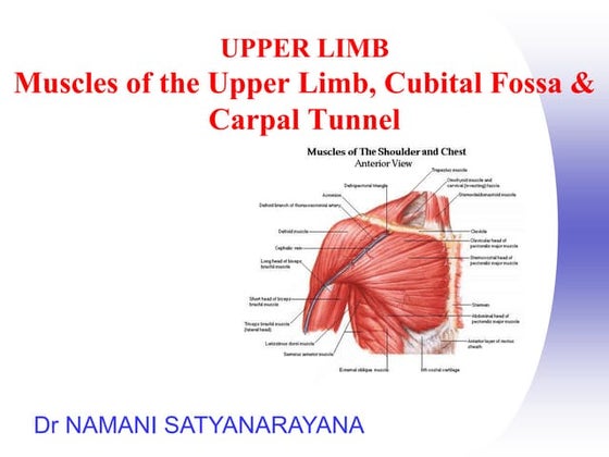 An Easy Way To Learn Upper Limb Muscles Pdf