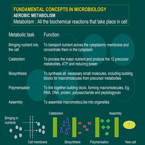 L25&26 fundamental concept (biochemistry)