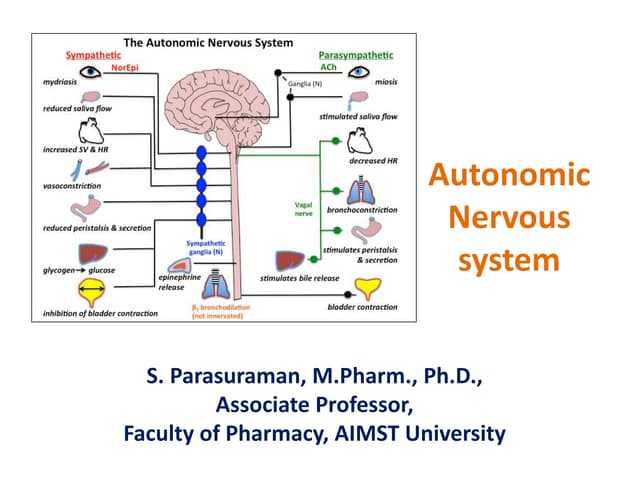 Nervous system- SYMPATHETIC and PARASYMPATHETIC | PPTX