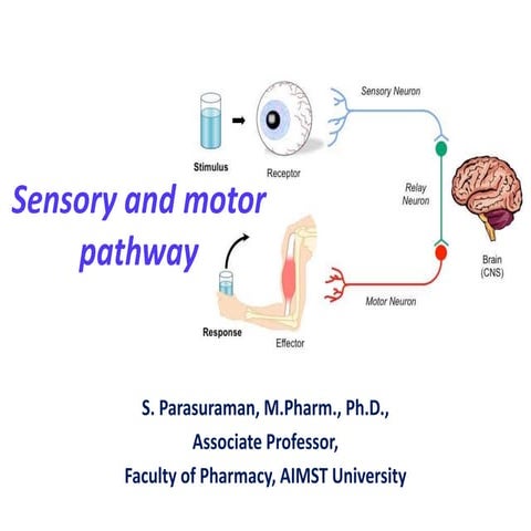 Sensory and motor pathways