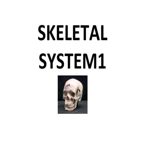 Skeletal System 1