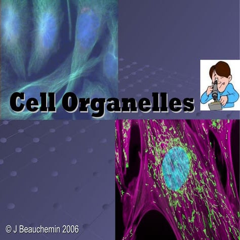 L3.cell organelle