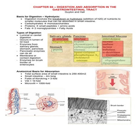 L3 - CH66 Absorption & Digestion.docx