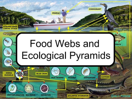 Trophic levels energy and pyramids | PPT