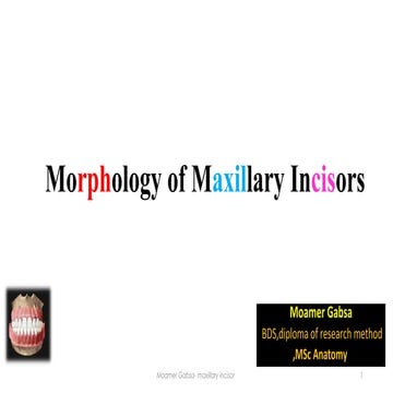 Morphology of maxillary incisor