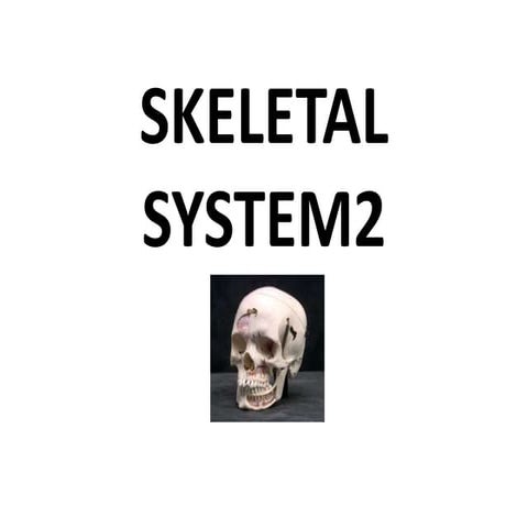 Skeletal System 2