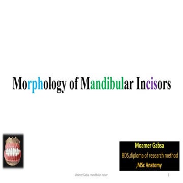 Morphology of mandibular incisors