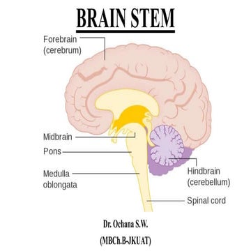 L5- BRAIN STEM.pptx