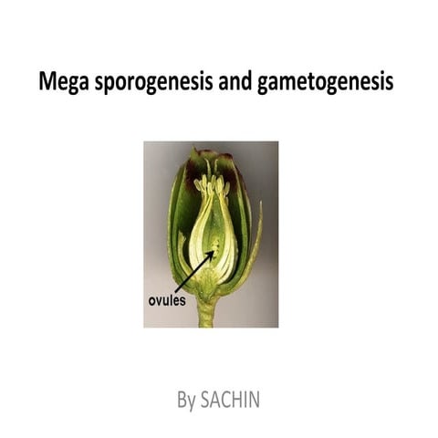 Megasporogenesis and megagametogenesis