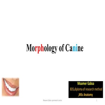 Morphology of permanent canines
