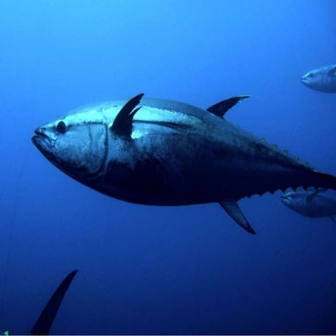 L5 planning questions