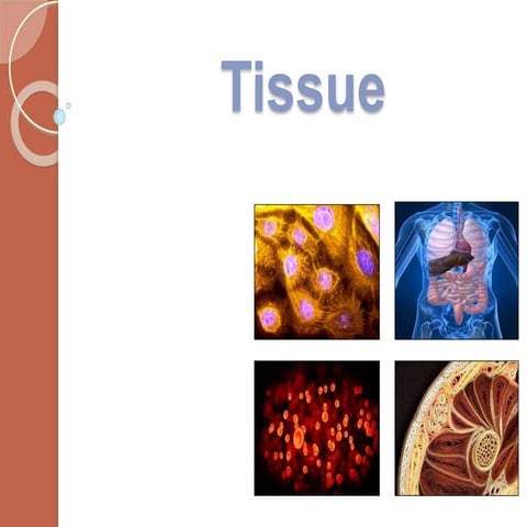 L8.Tissues.ppt