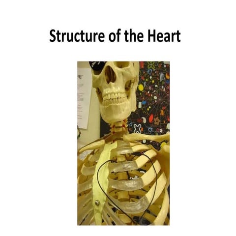 L8 Cardiac Anatomy