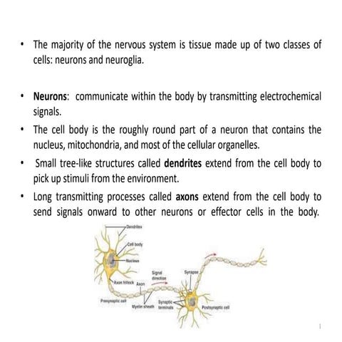 L9. Nervous System.ppt
