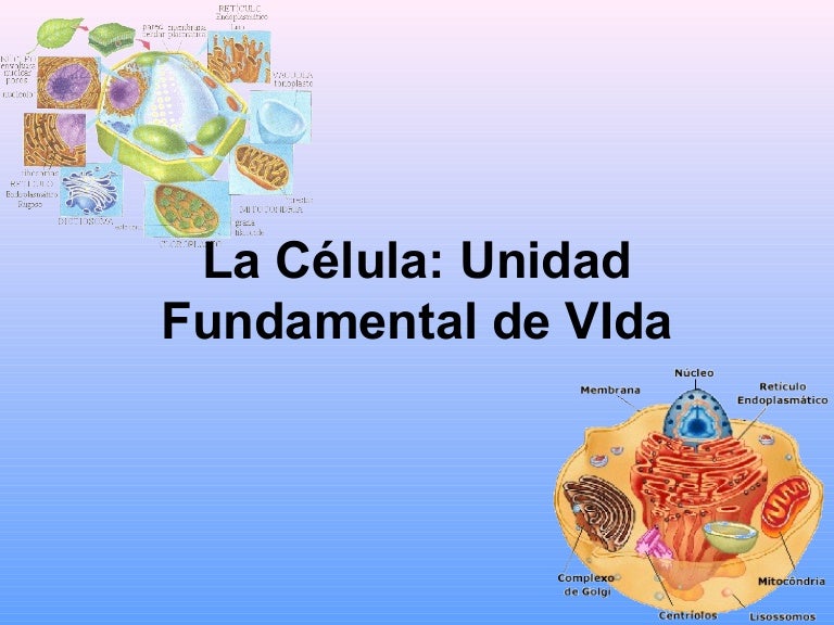 La célula; unidad de vida fundamental.
