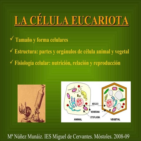 La Celula eucariota 1