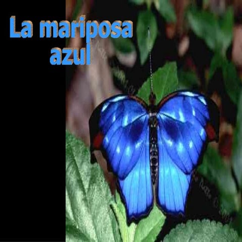 LA MARIPOSA AZUL.docx